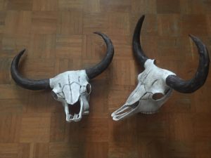 crani di animali 
